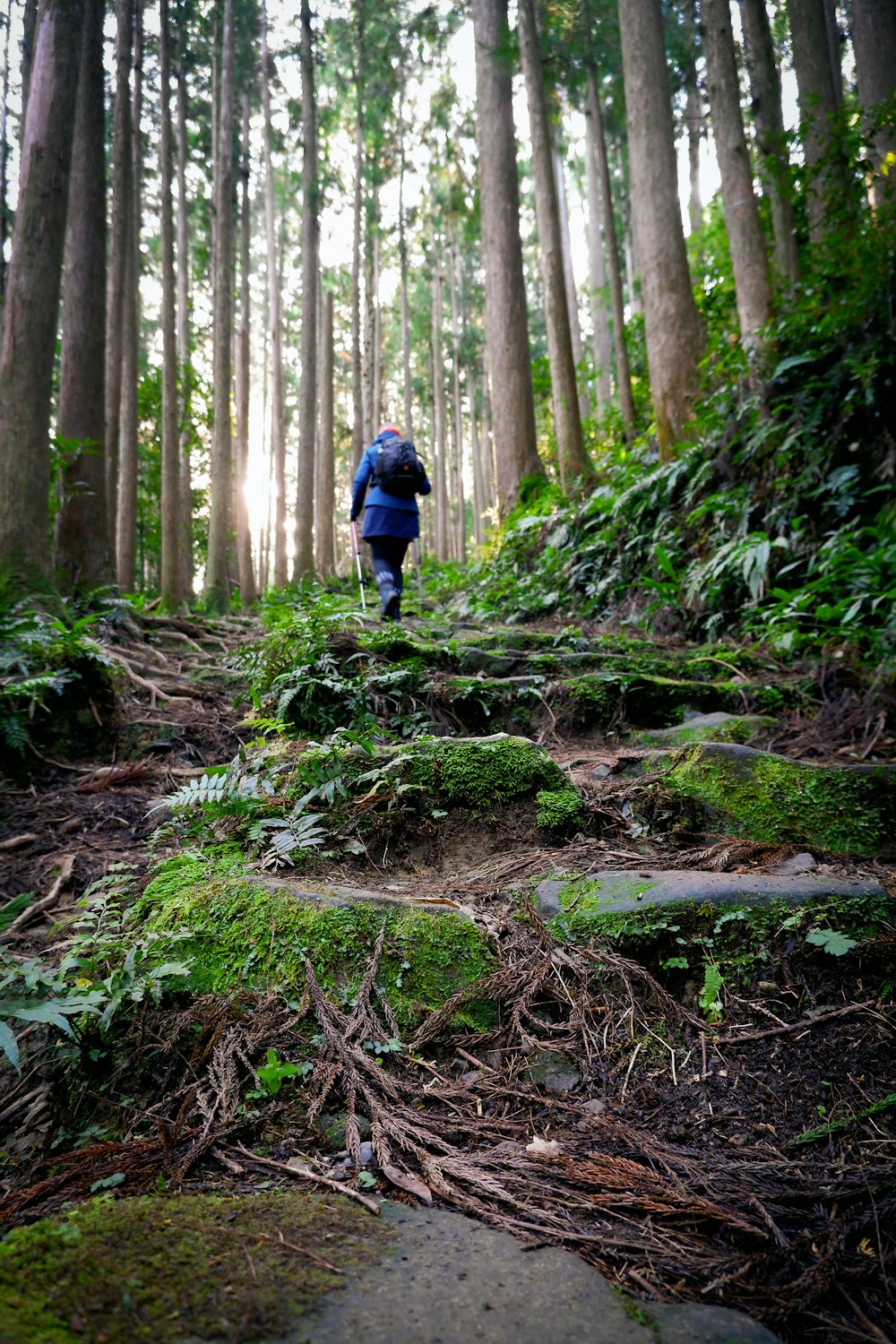 Mann in blauer Jacke geht tagsüber durch den Wald