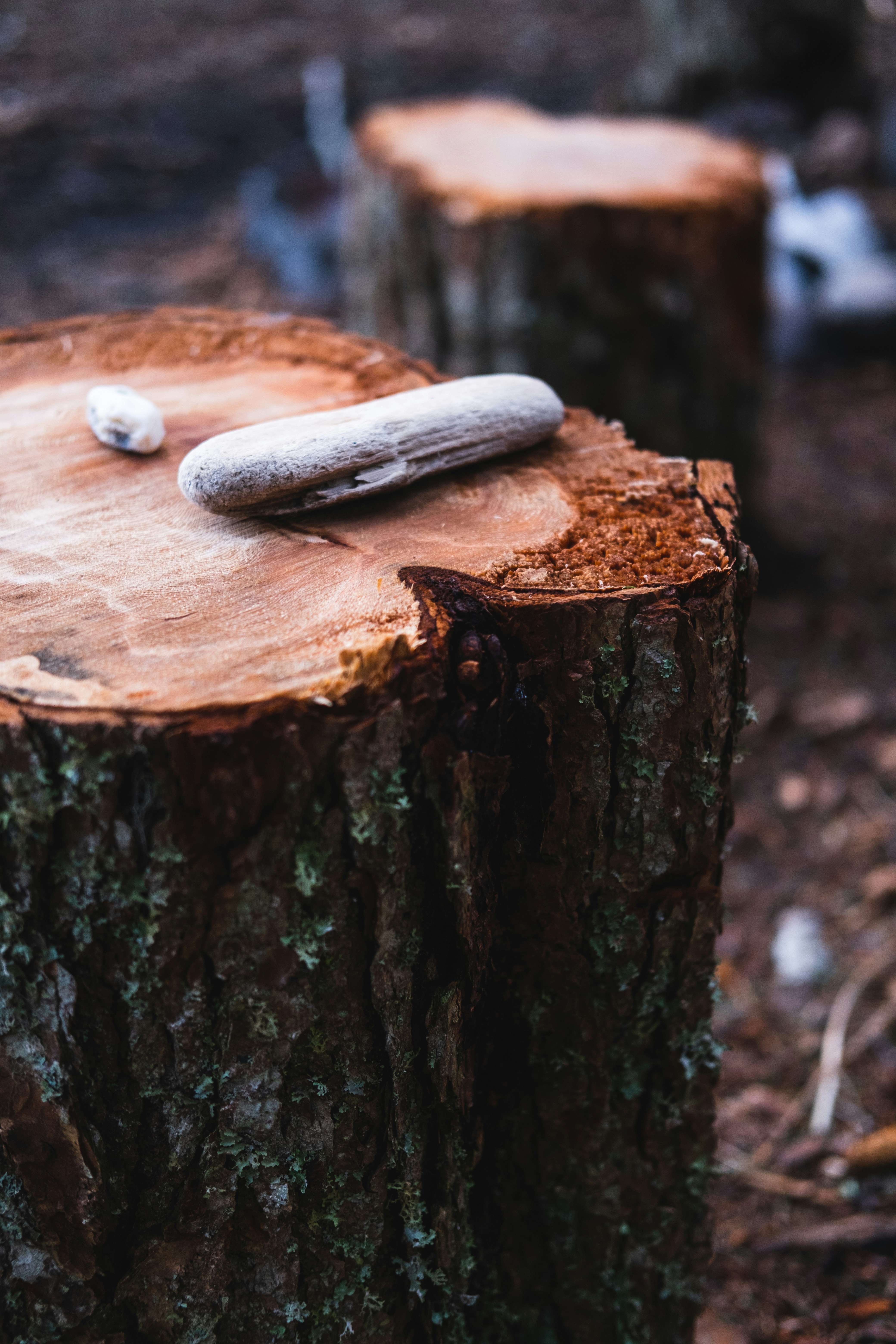 brown wood log with brown wood