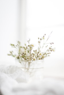 white flowers in clear glass vase