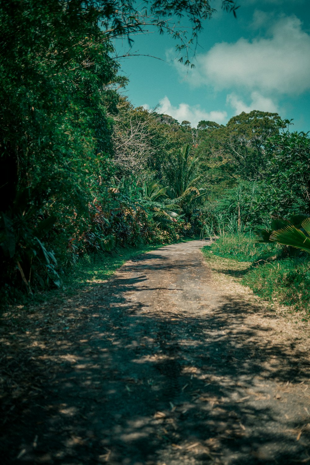 1K+ Jungle Road Pictures | Download Free Images on Unsplash