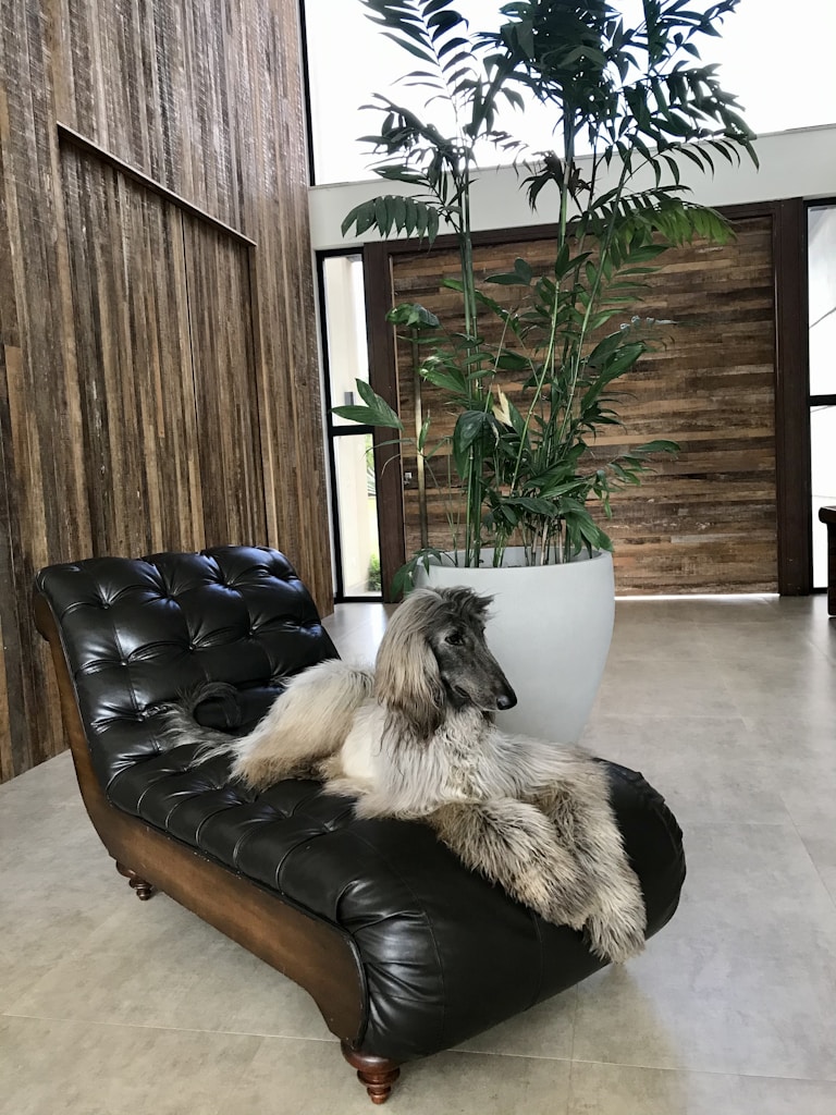 Cloud Lounge Bed