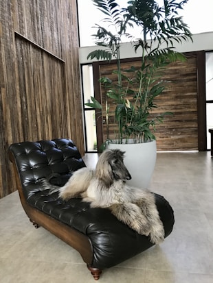 A large, fluffy dog is lounging on a dark leather chaise lounge. The setting includes a modern interior with wooden walls and a large potted plant beside the chair, contributing to a natural, cozy atmosphere.