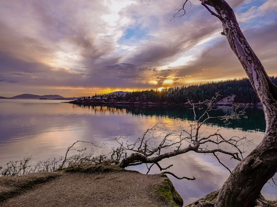 A tranquil landscape featuring a large body of calm water reflecting the colors of a dramatic sunset sky. A rugged coastline with dense forest stretches into the distance. In the foreground, a twisted, leafless tree frames the scene, adding a distinct natural element.