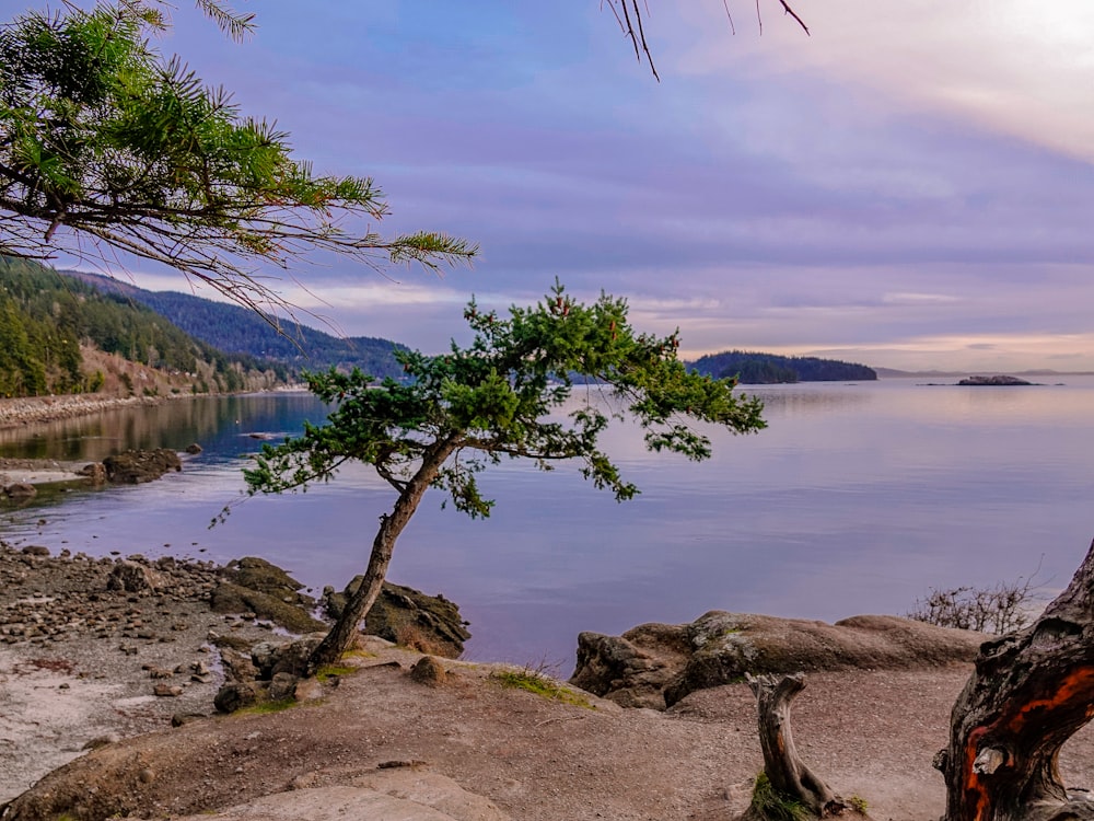 green tree near body of water during daytime