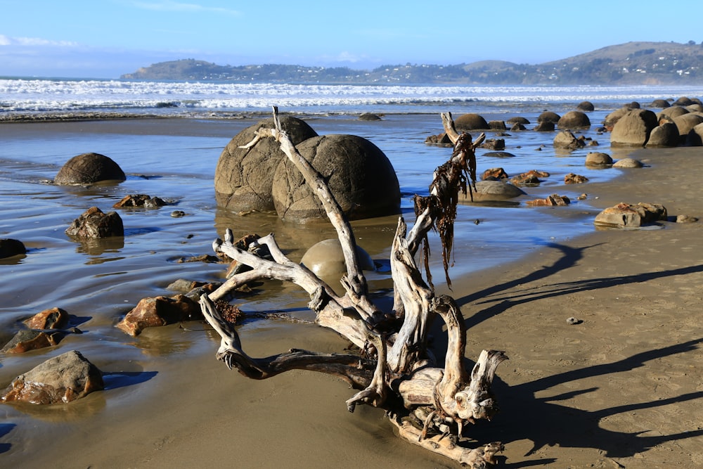 Tronco de madera marrón en la playa durante el día