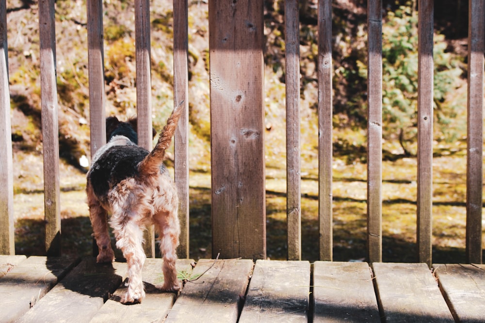 black and brown long coated dog on brown wooden floor