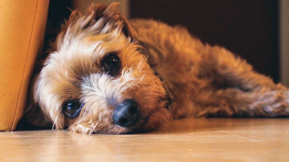 brown long coated small dog