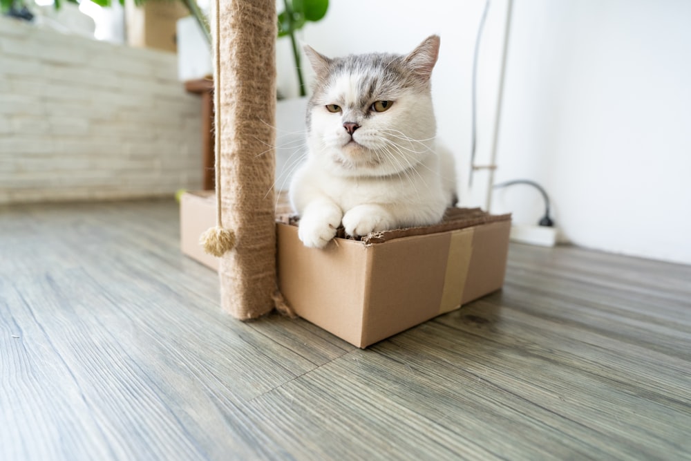 white and gray cat in brown cardboard box