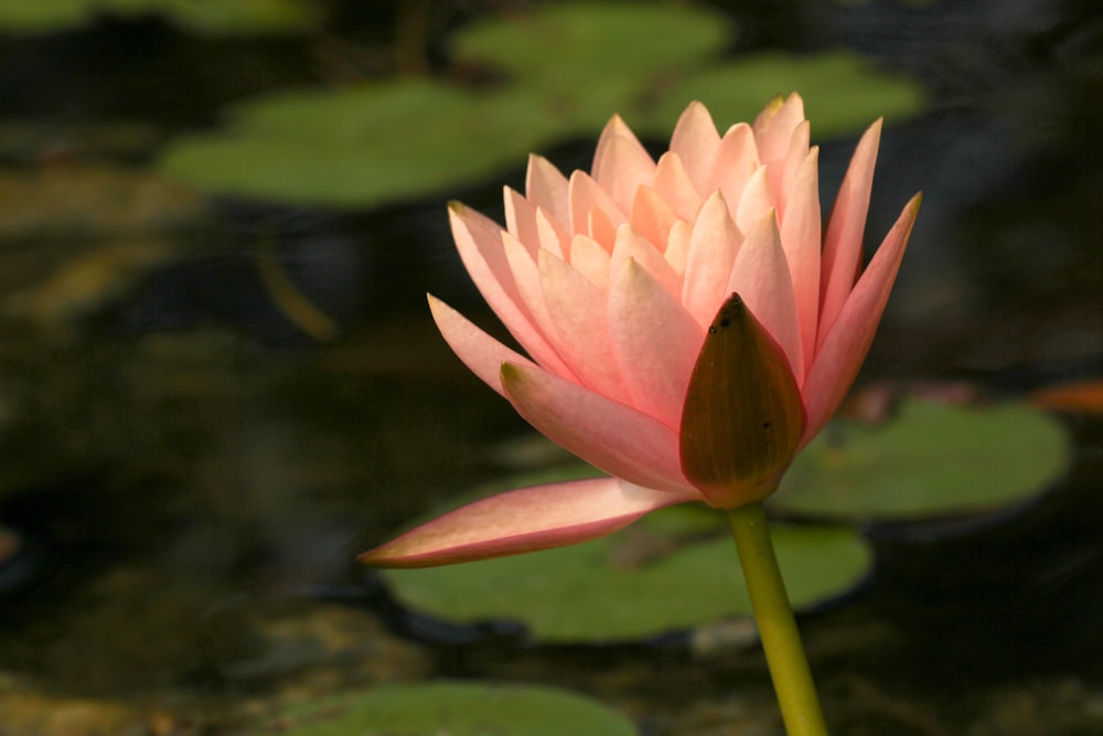 pink lotus flower in bloom during daytime