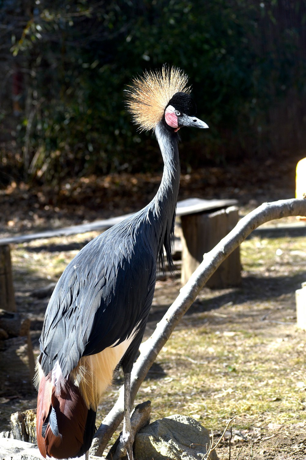 black crowned crane on white metal bar during daytime