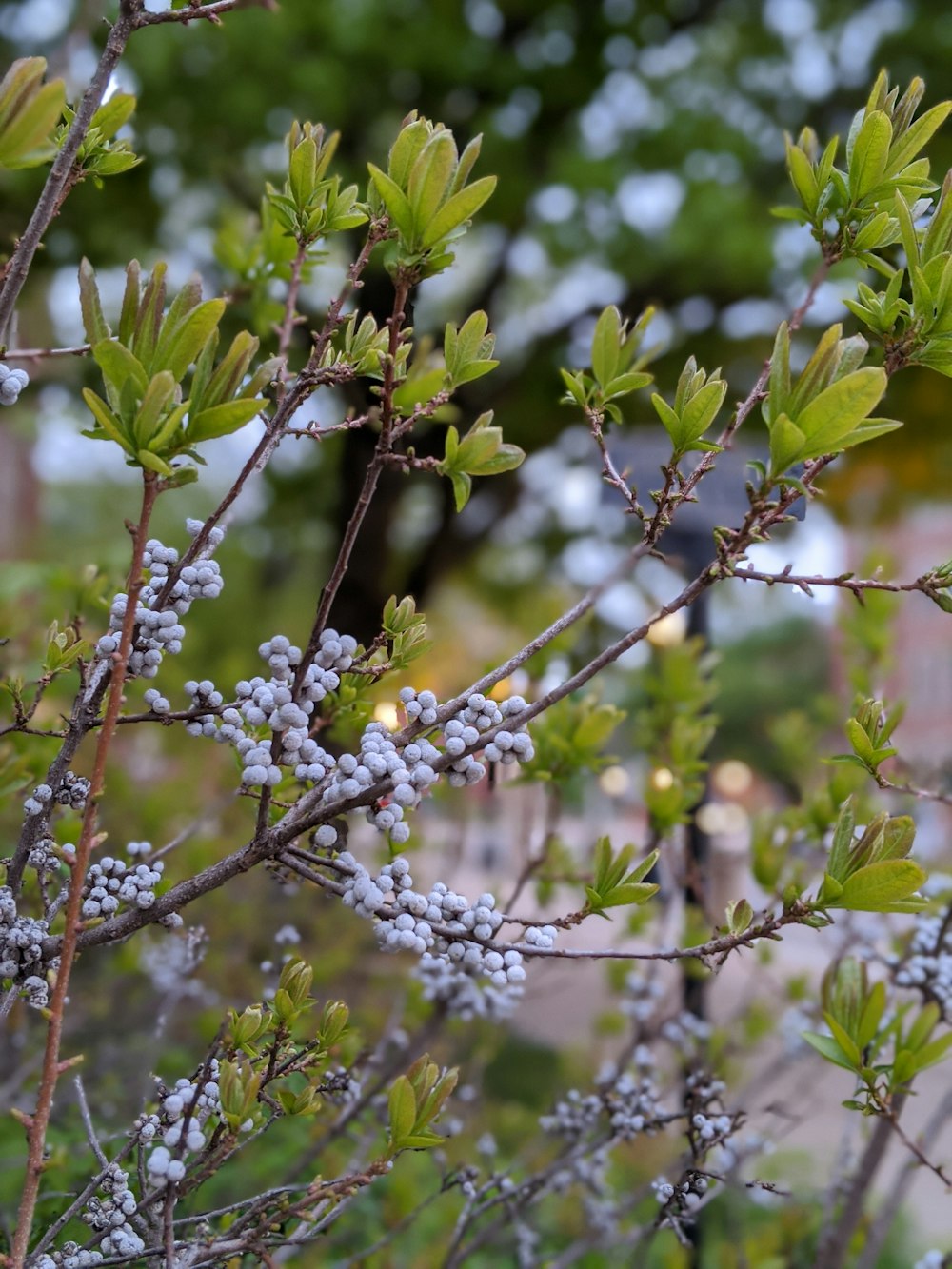 feuilles vertes sur une branche d’arbre brune pendant la journée