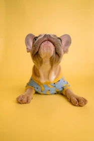 A French Bulldog wearing a bright bandana, tilting its head curiously.