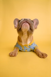 A French Bulldog is posing against a vibrant yellow background. The dog is wearing a light blue shirt adorned with banana prints. Its head is tilted upwards, and the expression seems curious or attentive.