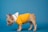 A small, light brown French Bulldog puppy wearing a bright yellow sweater with a white collar against a solid blue background. The puppy's head is turned to the side, and it is standing with its body facing right.