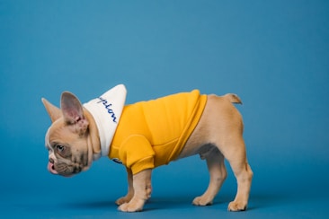 A small, light brown French Bulldog puppy wearing a bright yellow sweater with a white collar against a solid blue background. The puppy's head is turned to the side, and it is standing with its body facing right.