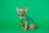 brown short coated small dog wearing green shirt