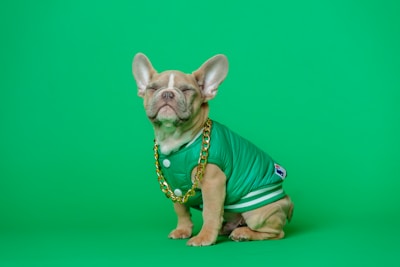 brown short coated small dog wearing green shirt