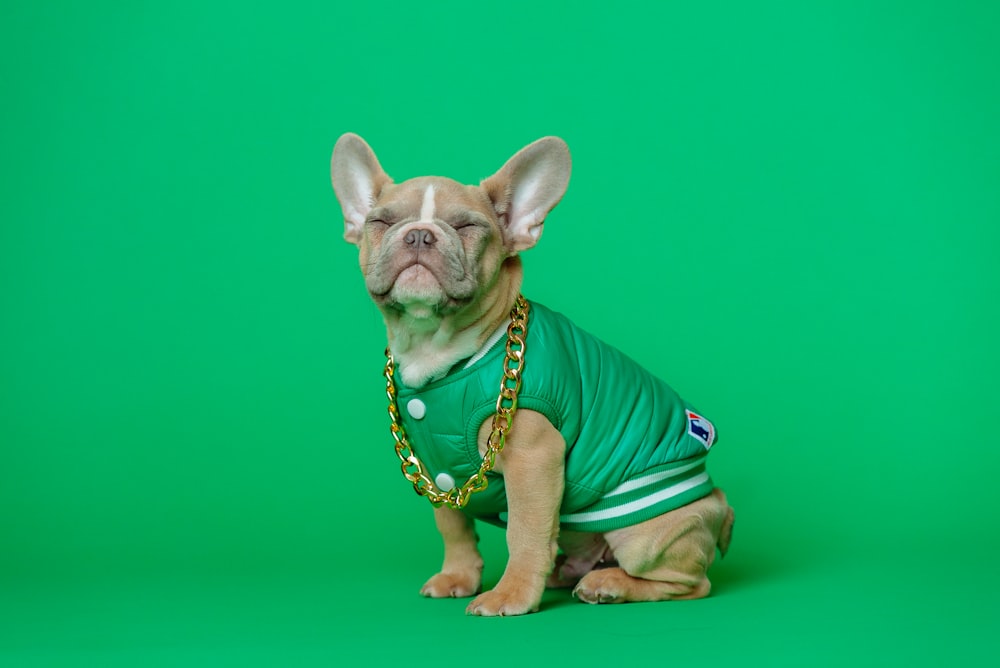 brown short coated small dog wearing green shirt