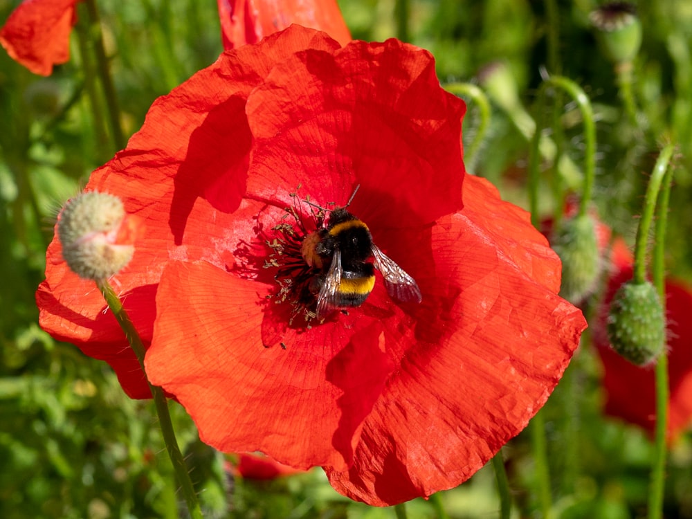 honeybee perched on red flower in close up photography during daytime