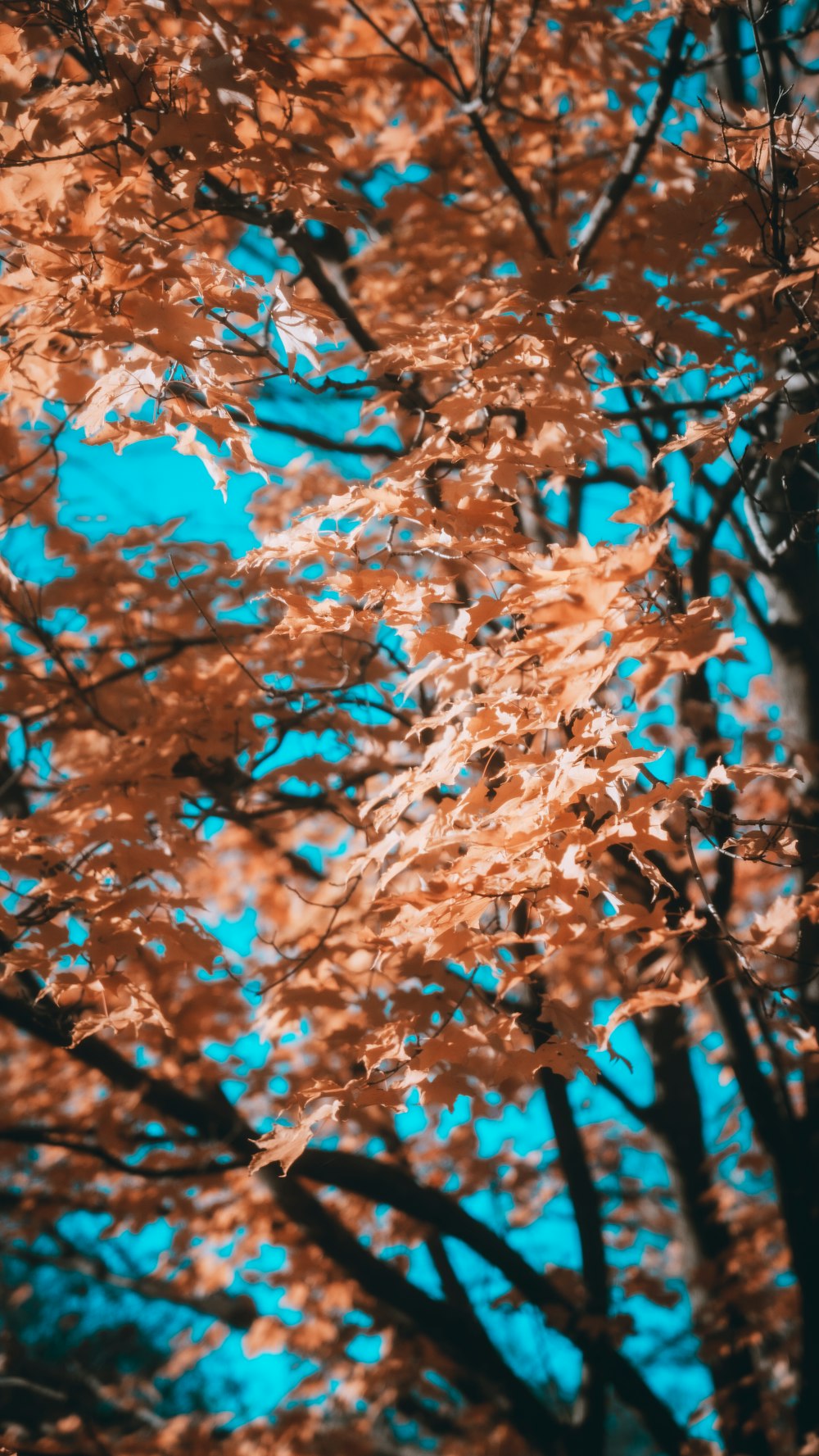 feuilles brunes sur la branche de l’arbre pendant la journée
