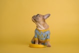 A small dog wearing a blue outfit with banana patterns sits on a yellow background. The dog is looking upwards with a banana placed in front of it.