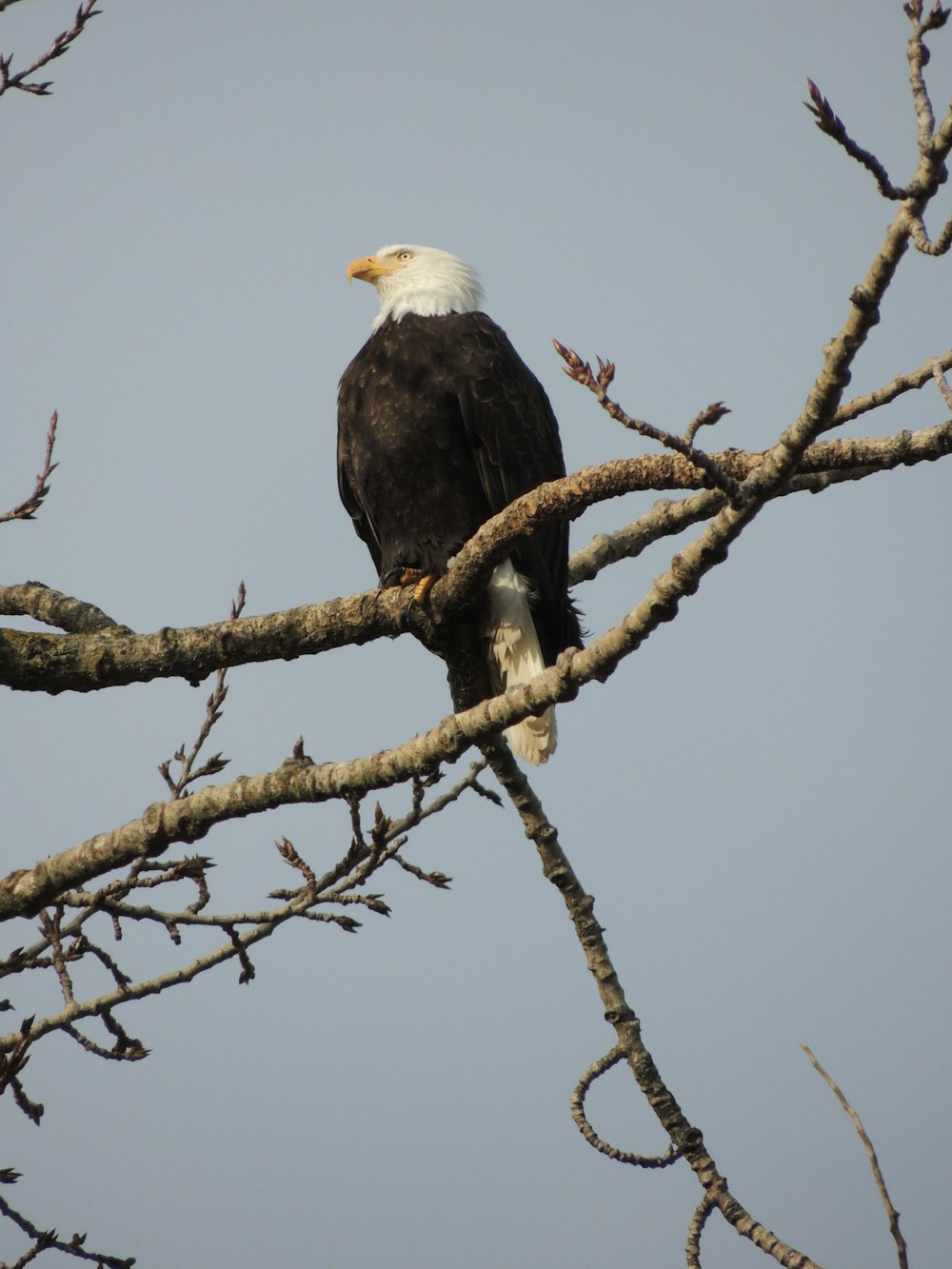 bald eagle on brown tree branch during daytime