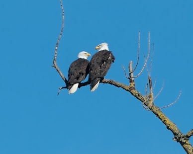 black and white eagle on brown tree branch during daytime