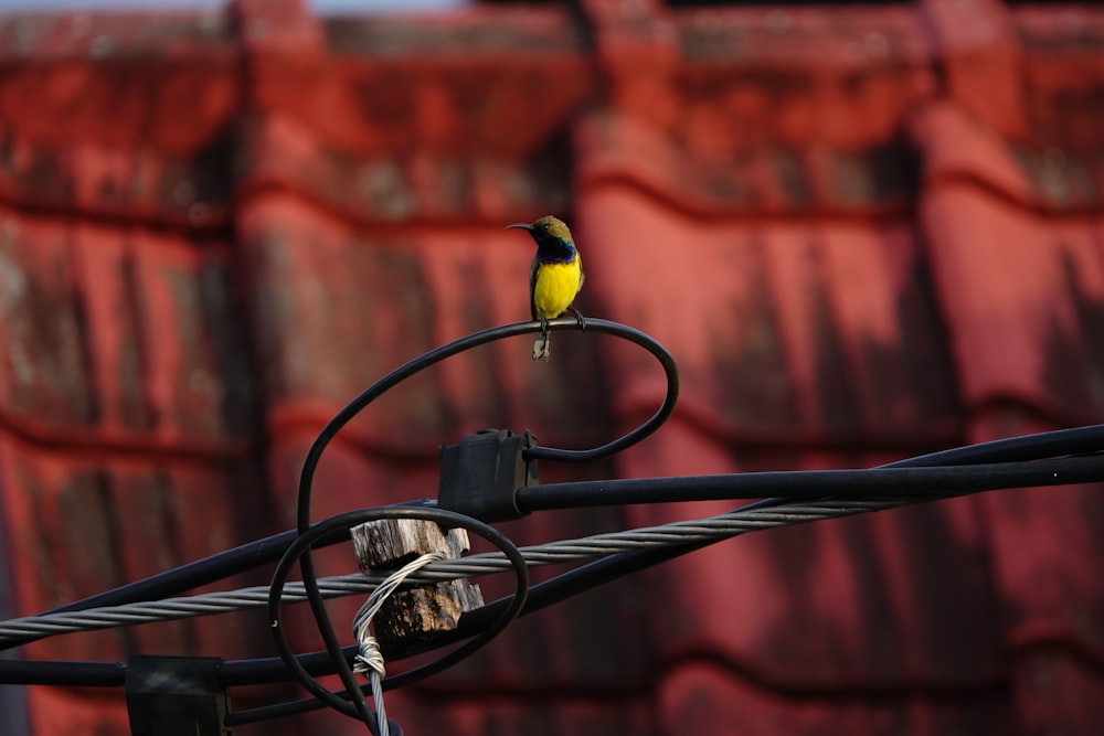 oiseau jaune et noir sur barre en métal noir