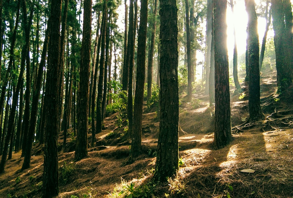 brown and green trees during daytime