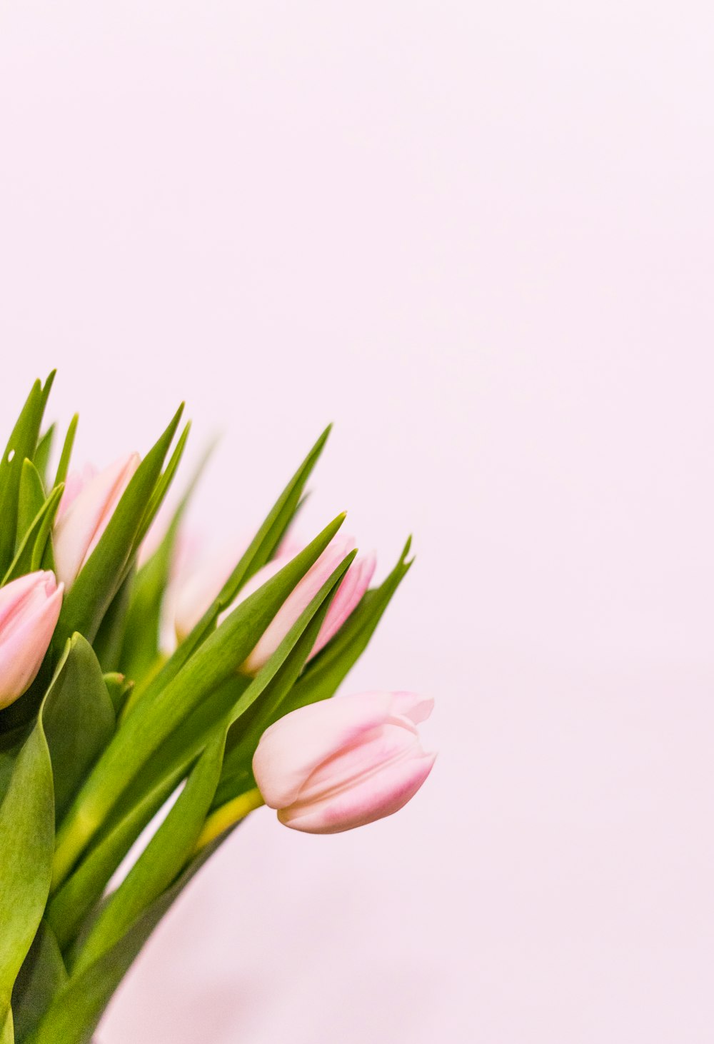 pink tulips in bloom close up photo