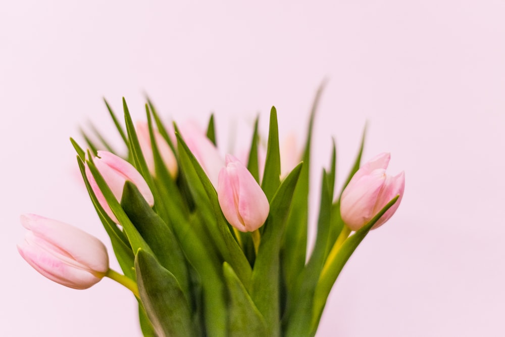 pink tulips in close up photography