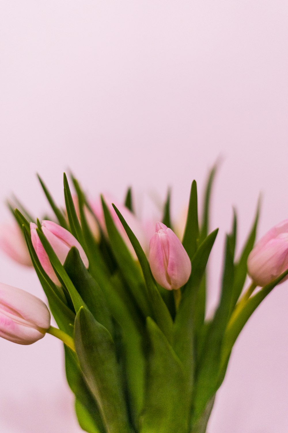 pink tulips in bloom close up photo