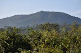 Volunteers planting young trees on a hillside under a clear blue sky.