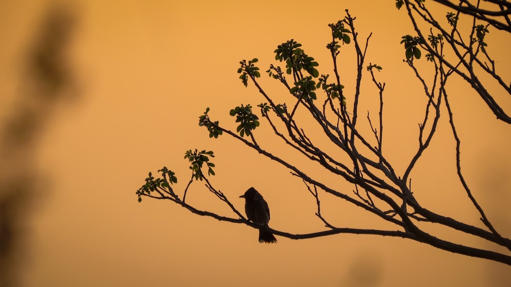 日没時の木の枝の上の鳥のシルエット