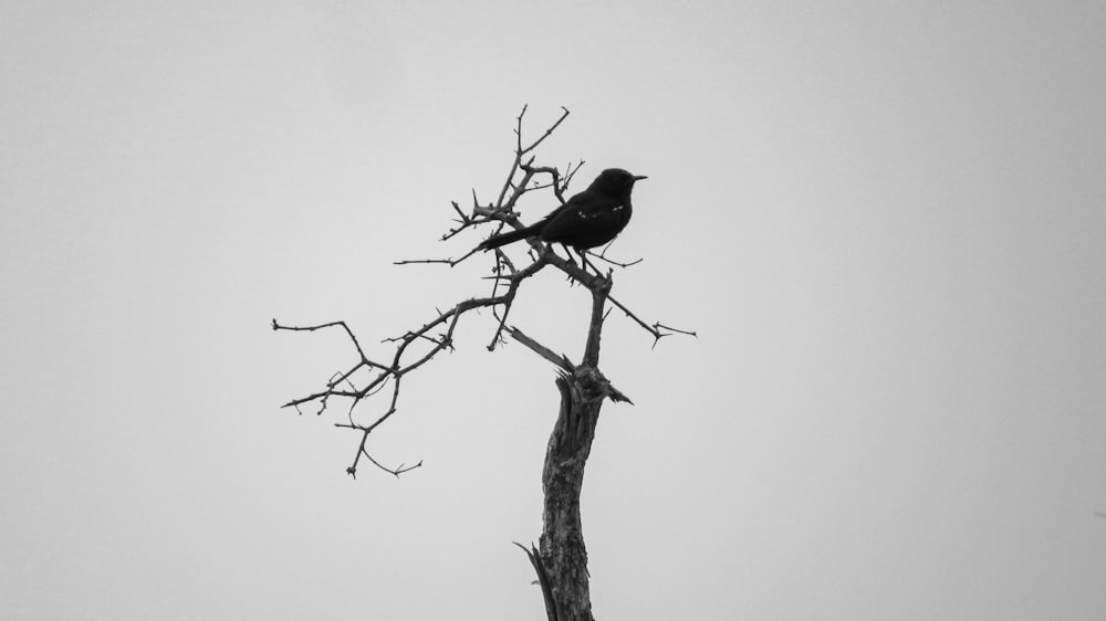 茶色の木の枝に黒い鳥