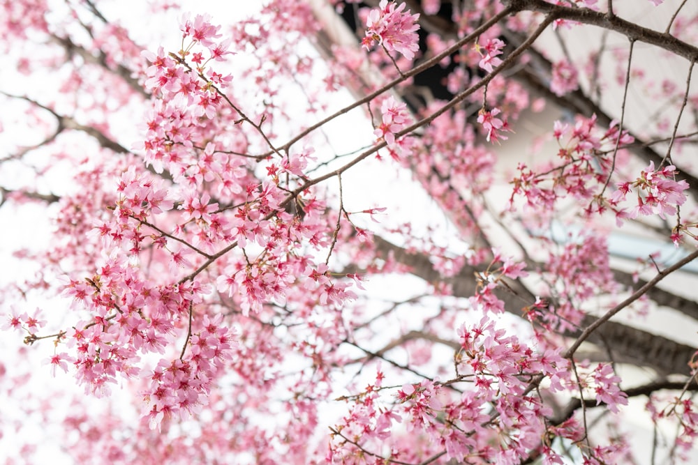 pink cherry blossom tree in close up photography