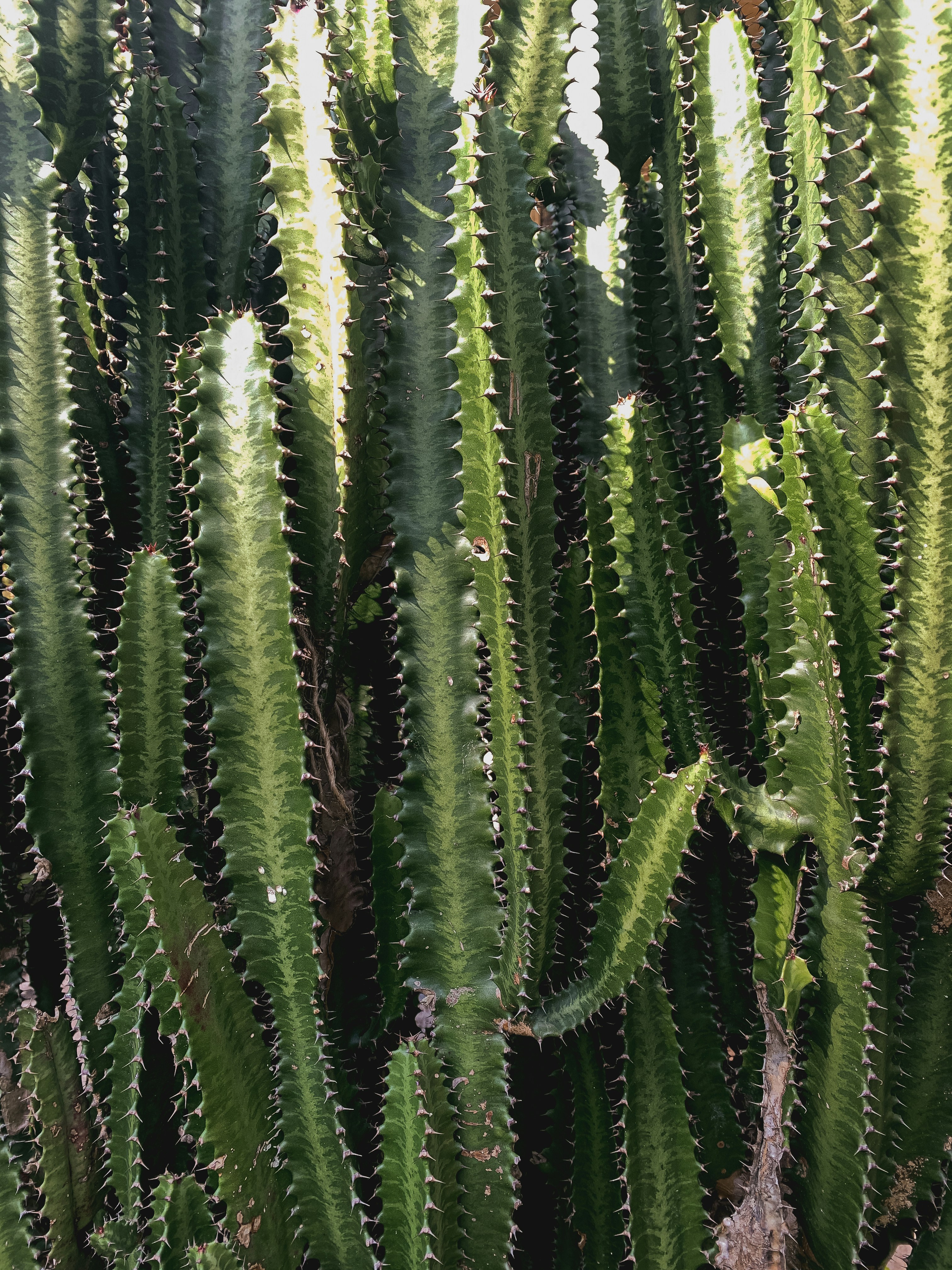 Photo by shravankacharya