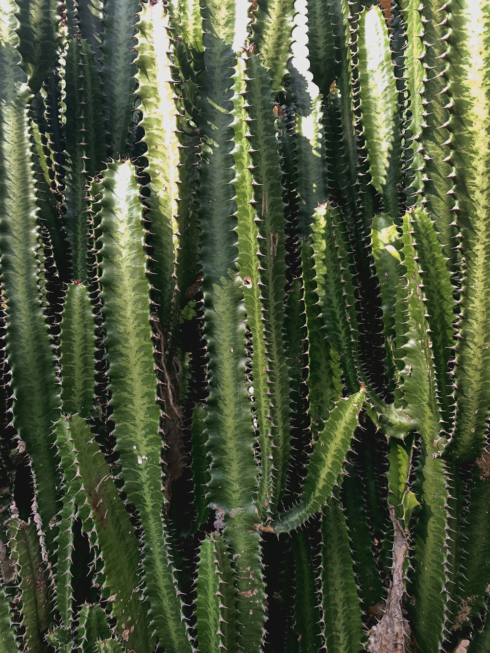 pianta di felce verde durante il giorno