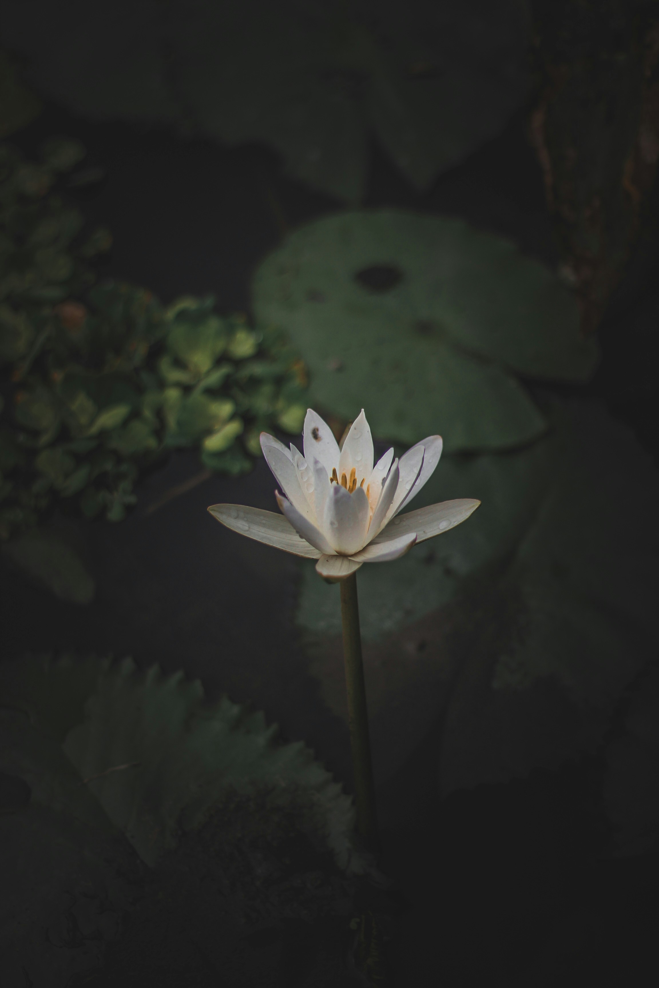 Water Flower Pictures Download Free Images On Unsplash