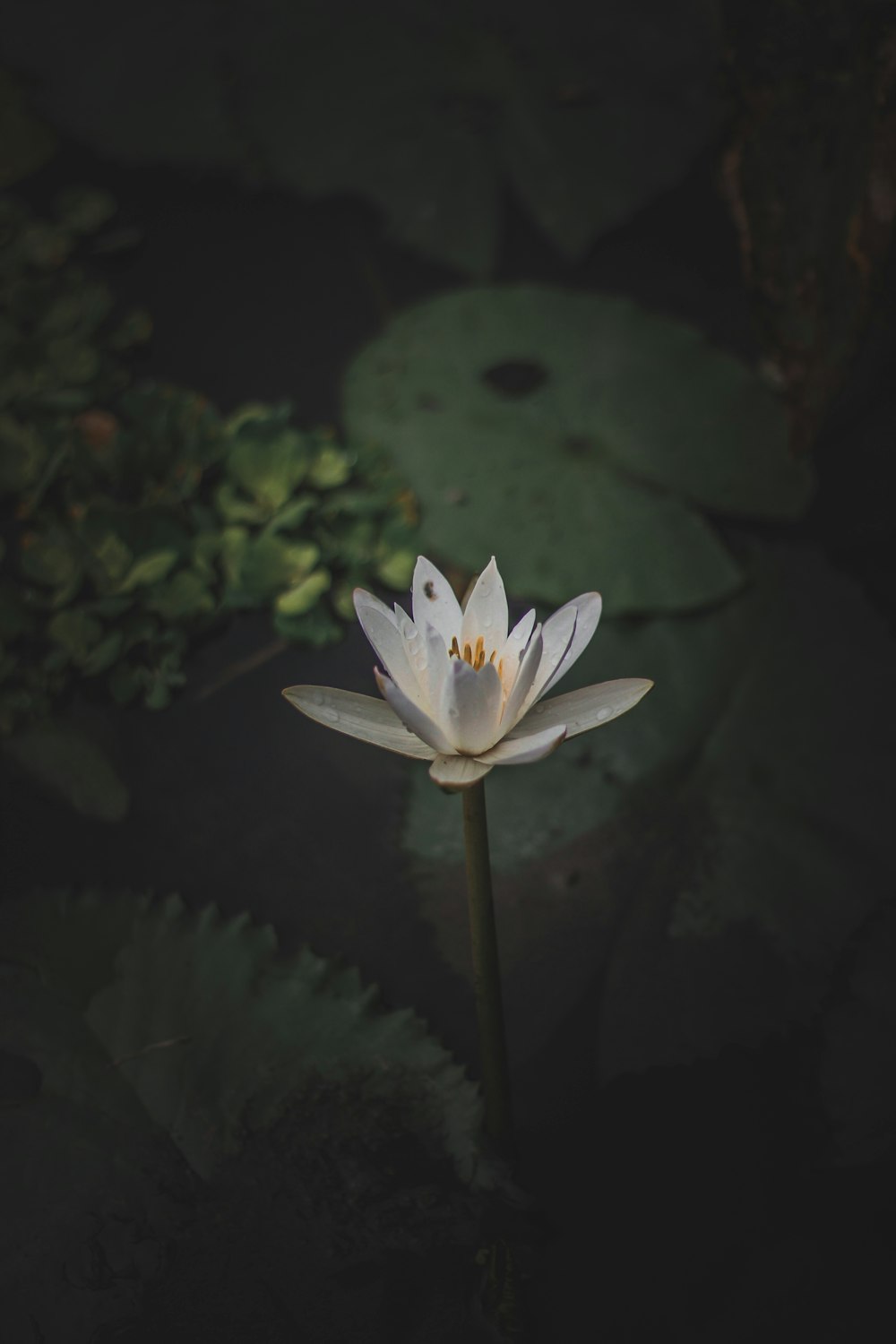 white flower in tilt shift lens