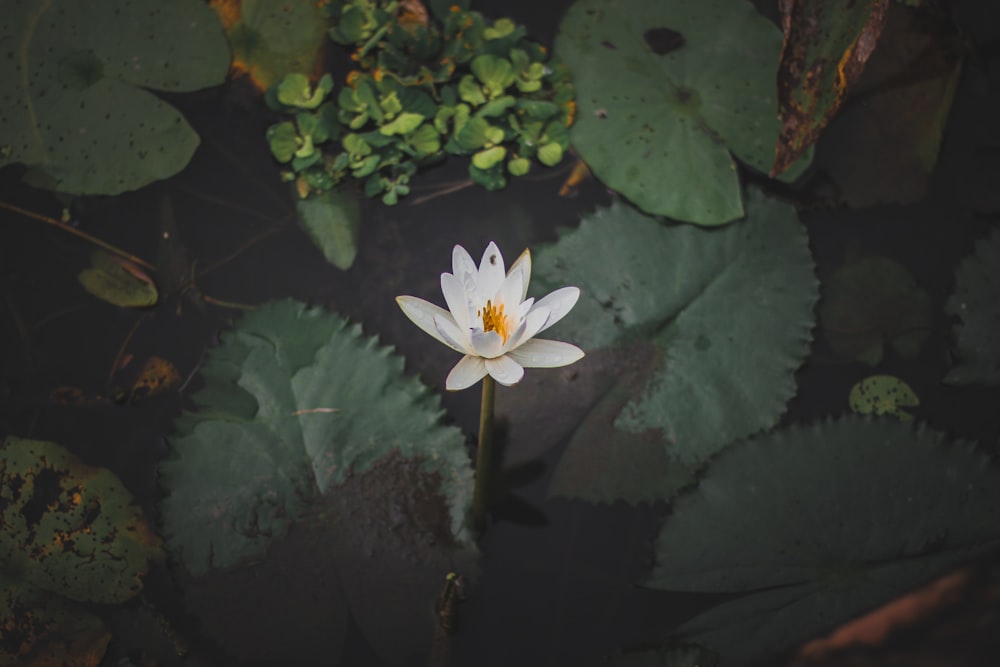 white water lily in bloom