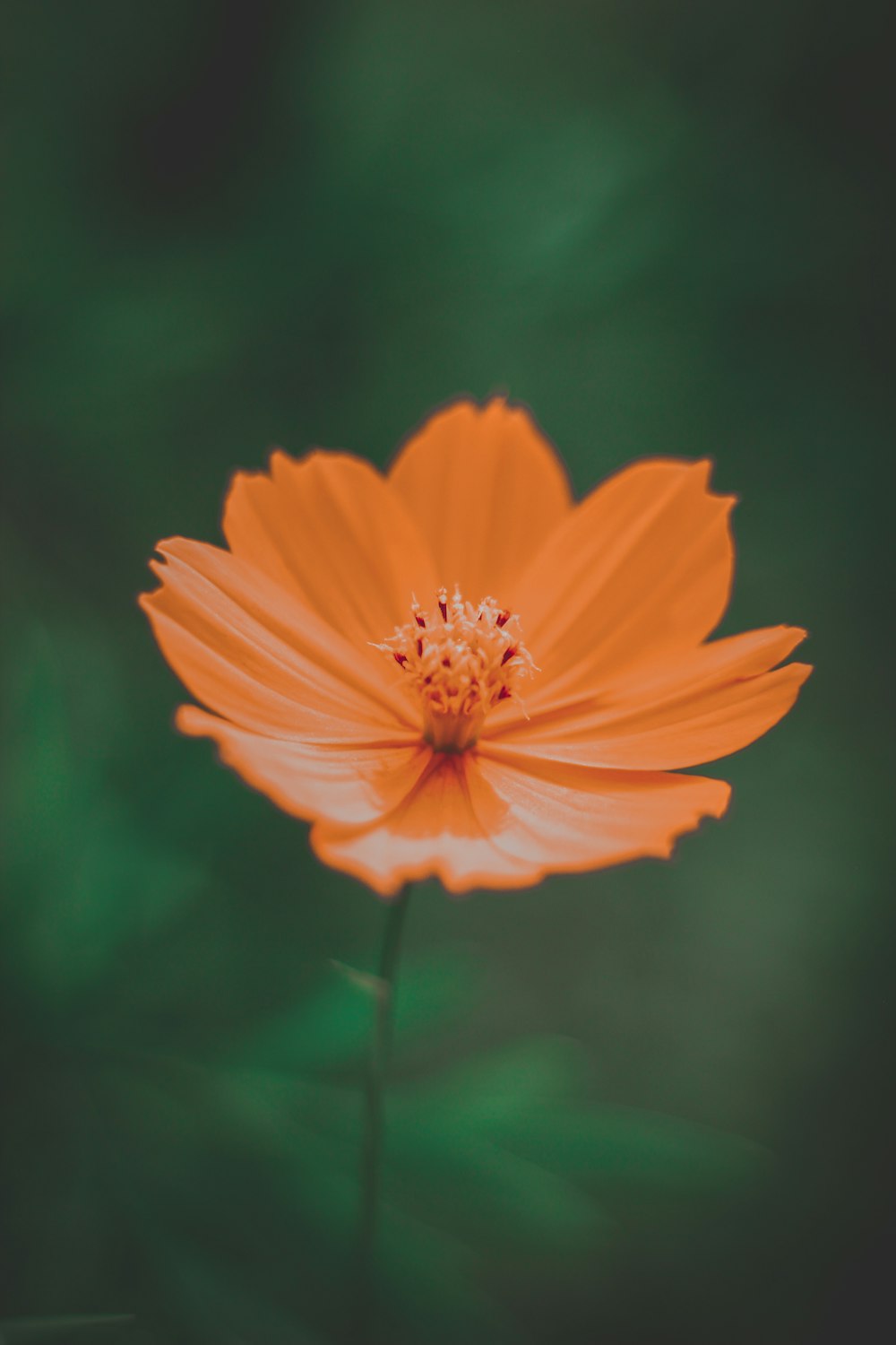 orange flower in tilt shift lens