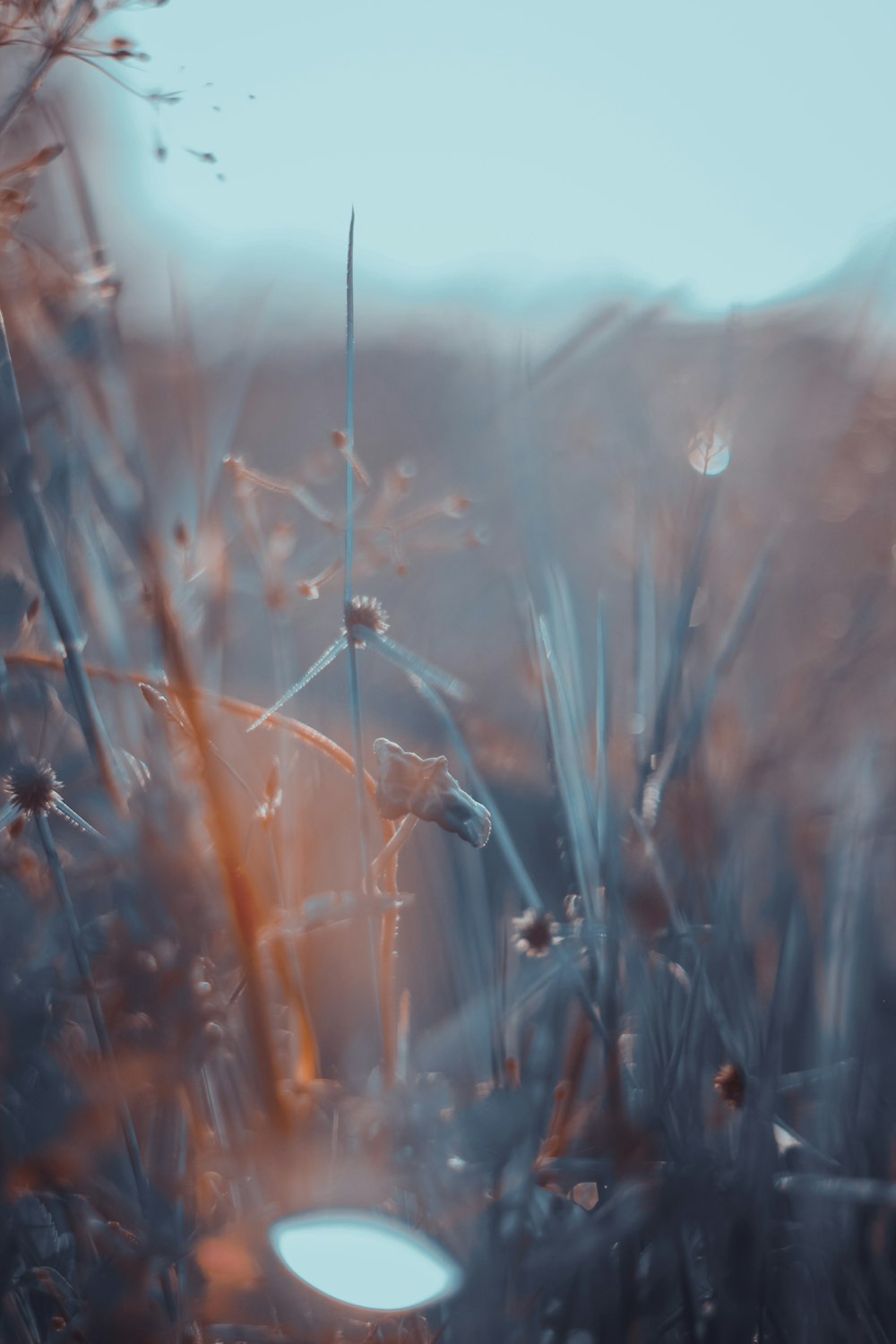 green grass in close up photography