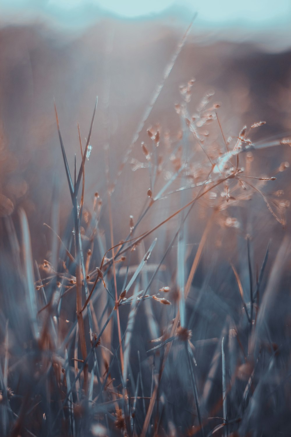 brown grass in tilt shift lens