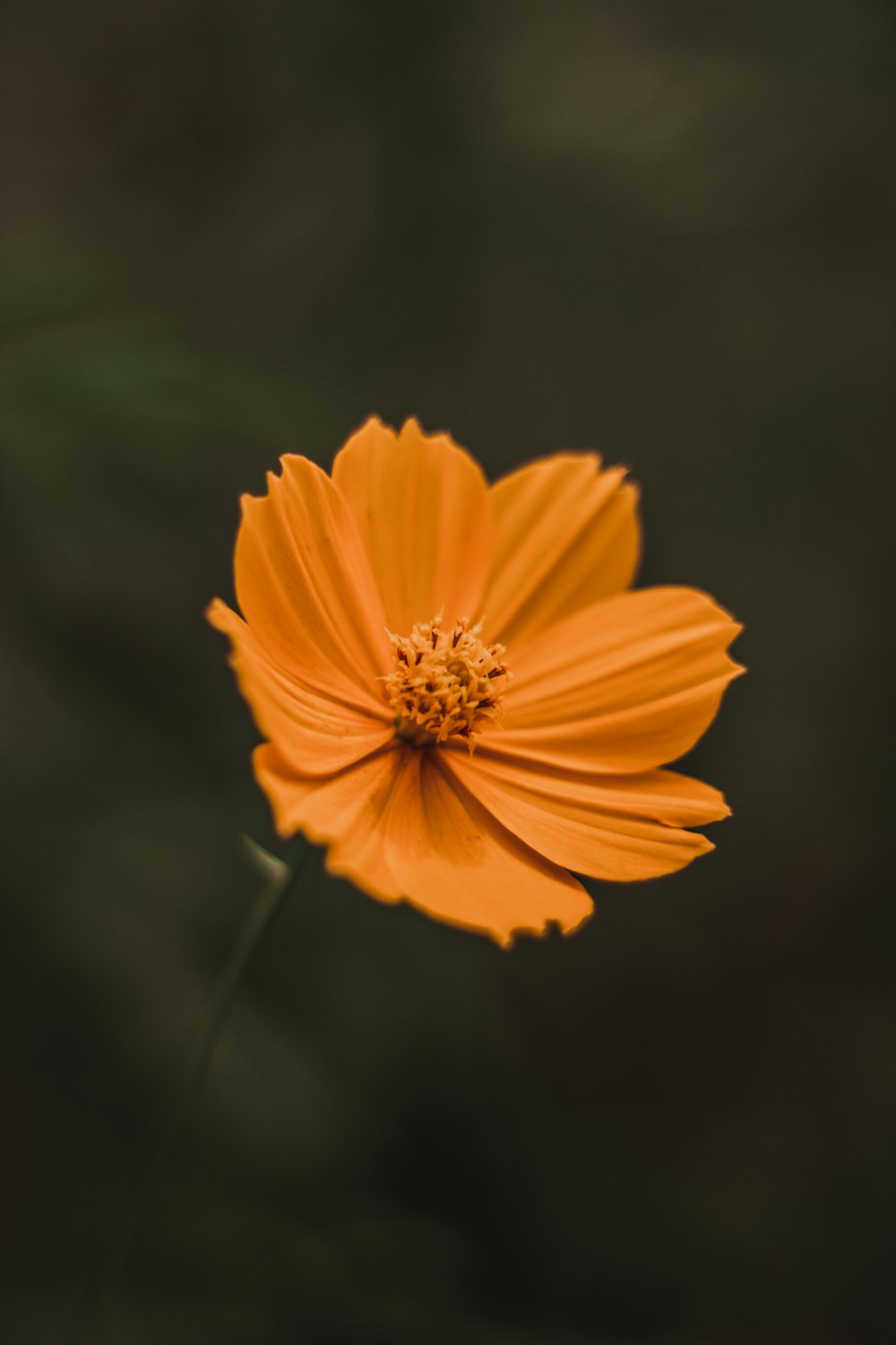 yellow flower in tilt shift lens