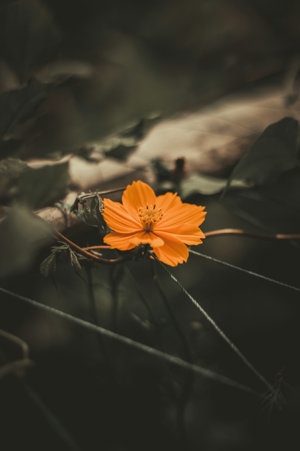 orange flower in tilt shift lens