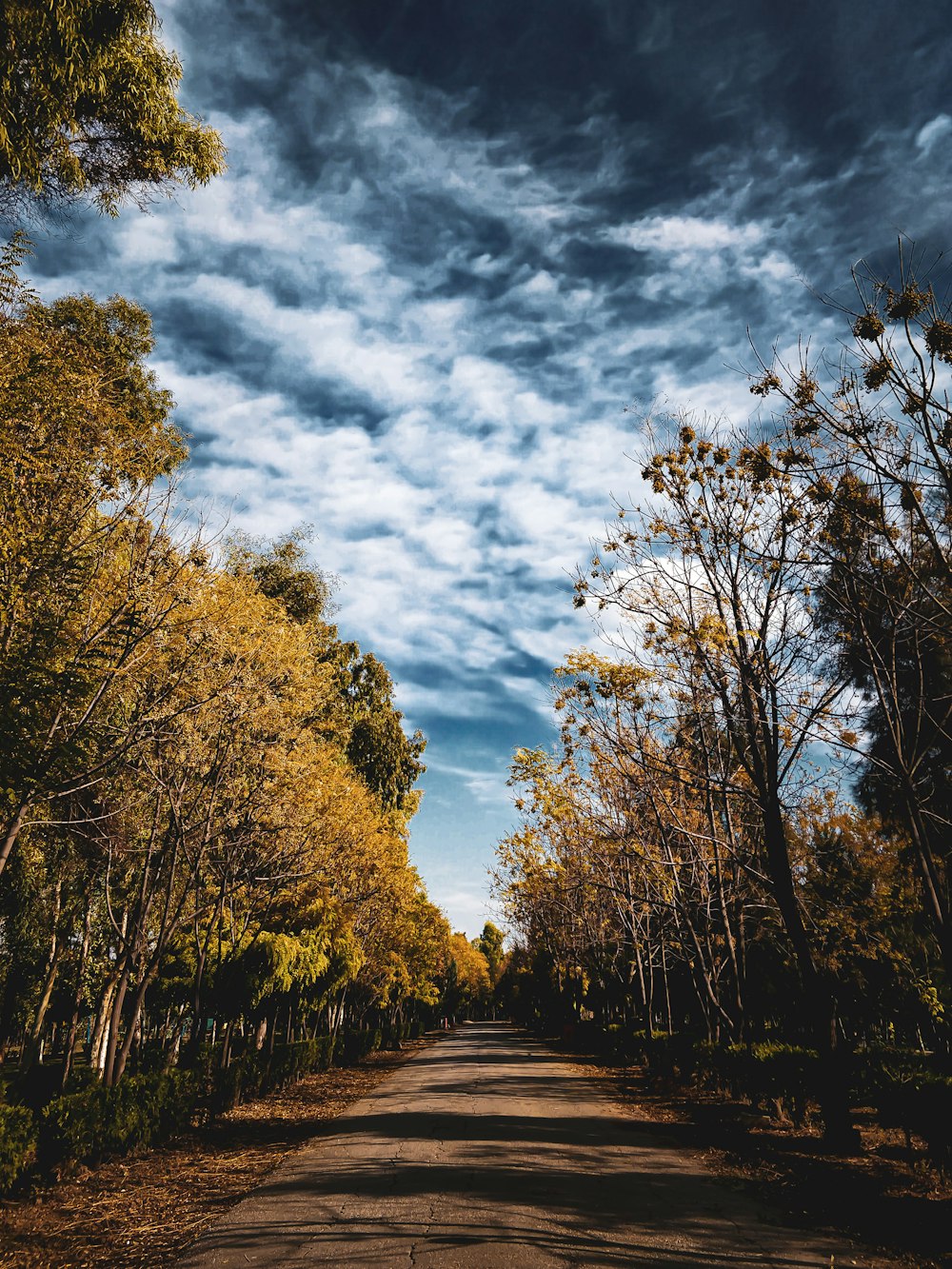 green and brown trees under white clouds and blue sky during daytime