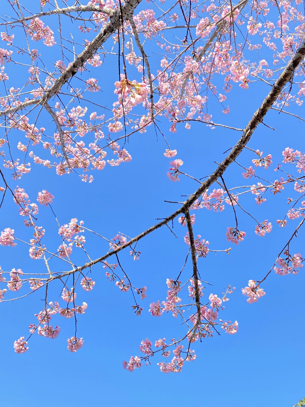 brown leaves on brown tree branch under blue sky during daytime