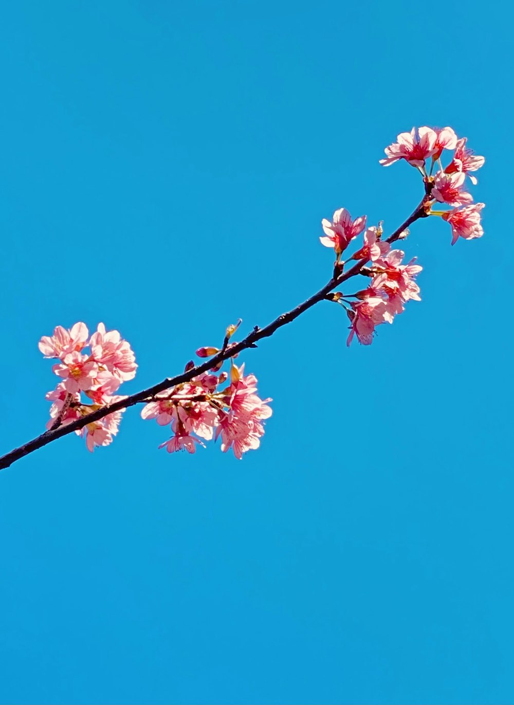 pink cherry blossom under blue sky during daytime