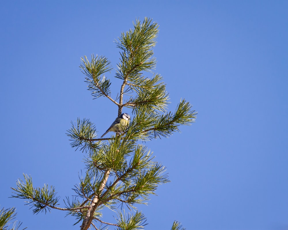 green tree under blue sky during daytime